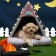 ParisDog 撞色寵物帳篷小屋